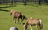 Tiere, Säugetiere - Huftiere   Haflinger Pferd_Equus caballus_Pack horse 01.JPG
