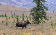 Tiere, Säugetiere - Huftiere  Elch_Alces alces_Moose 01.JPG
