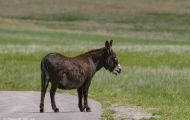 Tiere, Säugetiere - Huftiere  Hausesel_Equus africanus asinus_Donkey (Burro) 04.JPG