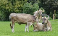 Tiere, Säugetiere - Huftiere  Hausrind_Bos primigenius taurus_Domestic Cattle 06.JPG