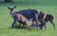 Tiere, Säugetiere - Huftiere  Rothirsch_Cervus elaphus_Elk 05.JPG