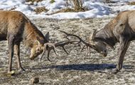 Tiere, Säugetiere - Huftiere  Rothirsch_Cervus elaphus_Elk 12.JPG