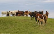 Tiere, Säugetiere - Huftiere  Wildpferde_Wildpferd_Mustang 04.JPG