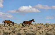 Tiere, Säugetiere - Huftiere  Wildpferde_Wildpferd_Mustang 06.JPG