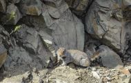 Tiere, Säugetiere - Nagetiere  Arktischer Ziesel_Spermophilus parryii_Arctic Ground Squirrel 02.JPG
