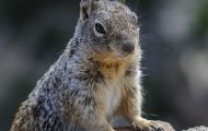 Tiere, Säugetiere - Nagetiere  Felsenziesel_Spermophilus variegatus_Rock Squirrel 01.JPG