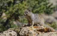 Tiere, Säugetiere - Nagetiere  Felsenziesel_Spermophilus variegatus_Rock Squirrel 03.JPG