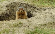 Tiere, Säugetiere - Nagetiere  Kolumbiaziesel_Spermophilus columbianus_Columbian Ground Squirrel 08.JPG