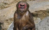Tiere, Säugetiere - Primaten  Bärenmakak_Macaca_Macaca 04.JPG