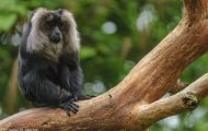 Tiere, Säugetiere - Primaten  Bartaffe_Macaca silenus_Lion-tailed Macaque 02.JPG