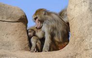 Tiere, Säugetiere - Primaten  Pavian_Papio_Baboon 06.JPG