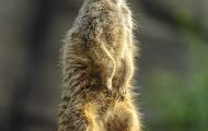 Tiere, Säugetiere - Raubtiere  Erdmännchen_Suricata suricatta_Meerkat 04.JPG