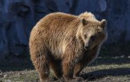Tiere, Säugetiere - Raubtiere  Europäischer Braunbär_Ursus arctos arctos_Eurasian brown bear 06.JPG