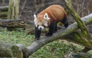 Tiere, Säugetiere - Raubtiere  Kleiner Panda_Ailurus Fulgens_Red Panda 06.JPG