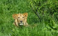 Tiere, Säugetiere - Raubtiere  Löwe_Panthera leo_African Lion 03.JPG