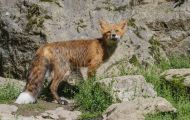 Tiere, Säugetiere - Raubtiere  Rotluchs_Lynx rufus_Bobcat 02.JPG