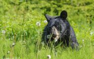 Tiere, Säugetiere - Raubtiere  Schwarzbär_Ursus americanus_ Black Bear 07.JPG