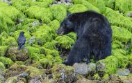 Tiere, Säugetiere - Raubtiere  Schwarzbär_Ursus americanus_ Black Bear 12.JPG