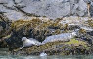 Tiere, Säugetiere - Raubtiere  Seehund_Phoca vitulina_Harbor Seal 04.JPG