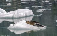 Tiere, Säugetiere - Raubtiere  Seehund_Phoca vitulina_Harbor Seal 10.JPG