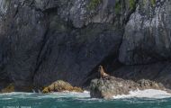 Tiere, Säugetiere - Raubtiere  Stellerscher Seelöwe_Eumetopias jubatus_ Steller's Sea Lion 07.JPG