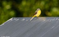 Tiere, Vögel - Sperlingsvögel Gebirgsstelze_Motacilla cinerea_Gray Wagtail 06.JPG