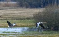 Tiere, Vögel - Gänsevögel  Graugans_Anser anser_Western Greylag Goose 18.JPG