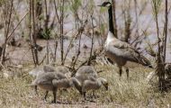 Tiere, Vögel - Gänsevögel  Kanadagans_Branta canadensis_Canada Goose 03.JPG