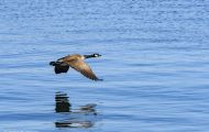 Tiere, Vögel - Gänsevögel  Kanadagans_Branta canadensis_Canada Goose 05.JPG