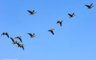 Tiere, Vögel - Gänsevögel  Kanadagans_Branta canadensis_Canada Goose 11.JPG