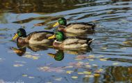 Tiere, Vögel - Gänsevögel  Stockente_Anas platyrhynchos_Mallard 03.JPG