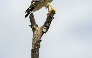 Tiere, Vögel - Greifvögel Rotschulterbussard_Buteo lineatus_Red-Shouldered Hawk 03.JPG