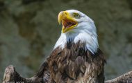 Tiere, Vögel - Greifvögel Weißkopfseeadler_Haliaeetus leucocephalus_Bald Eagle 24.JPG