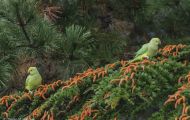 Tiere, Vögel - Papageien  Halsbandsittich_Psittacula krameri_Rose Ringed Parakeet 04.JPG