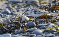 Tiere, Vögel - Regenpfeiferartige Vögel  Kiebitzregenpfeifer_Pluvialis squatarola_Black-bellied Plov 01.JPG
