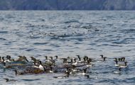 Tiere, Vögel - Regenpfeiferartige Vögel  Trottellumme_Uria aalge_Common Murre 07.JPG