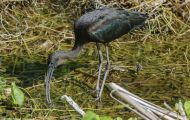 Tiere, Vögel - Ruderfüßer  Brillensichler_Plegadis chihi_White-Faced Ibis 03.JPG