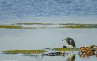Tiere, Vögel - Ruderfüßer  Dreifarbenreiher_Egretta tricolor_Tricolored Heron 02.JPG