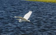 Tiere, Vögel - Ruderfüßer  Kanadareiher_Ardea herodias_Great White Heron 05.JPG
