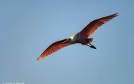 Tiere, Vögel - Ruderfüßer  Rosalöffler_Ajaia ajaja_Roseate Spoonbill 05.JPG