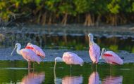 Tiere, Vögel - Ruderfüßer  Rosalöffler_Ajaia ajaja_Roseate Spoonbill 06.JPG