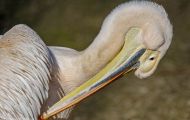 Tiere, Vögel - Ruderfüßer  Rosapelikan_Pelecanus onocrotalus_Eastern White Pelican 02.JPG
