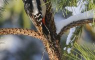 Tiere, Vögel - Spechtvögel  Buntspecht_Dendrocopos major_Great Spotted Woodpecker 07.JPG