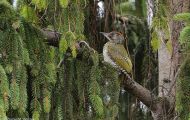 Tiere, Vögel - Spechtvögel  Grünspecht_Picus viridis_Green Woodpecker 03.JPG