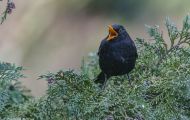 Tiere, Vögel - Sperlingsvögel  Amsel_Turdus merula_Common Blackbird 01.JPG