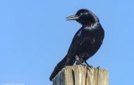 Tiere, Vögel - Sperlingsvögel  Fischkrähe_Corvus ossifragus_Fish Crow 05.JPG