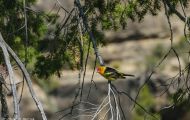 Tiere, Vögel - Sperlingsvögel  Kieferntangar_Piranga ludoviciana_Western Tanager 03.JPG