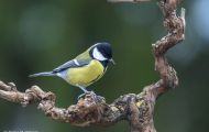 Tiere, Vögel - Sperlingsvögel  Kohlmeise_Parus major_Great Tit 11.JPG