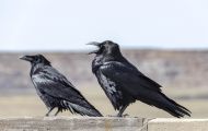Tiere, Vögel - Sperlingsvögel  Kolkrabe_Corvus corax_Common Raven 05.JPG