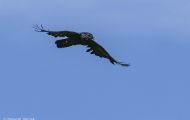 Tiere, Vögel - Sperlingsvögel  Kolkrabe_Corvus corax_Common Raven 08.JPG